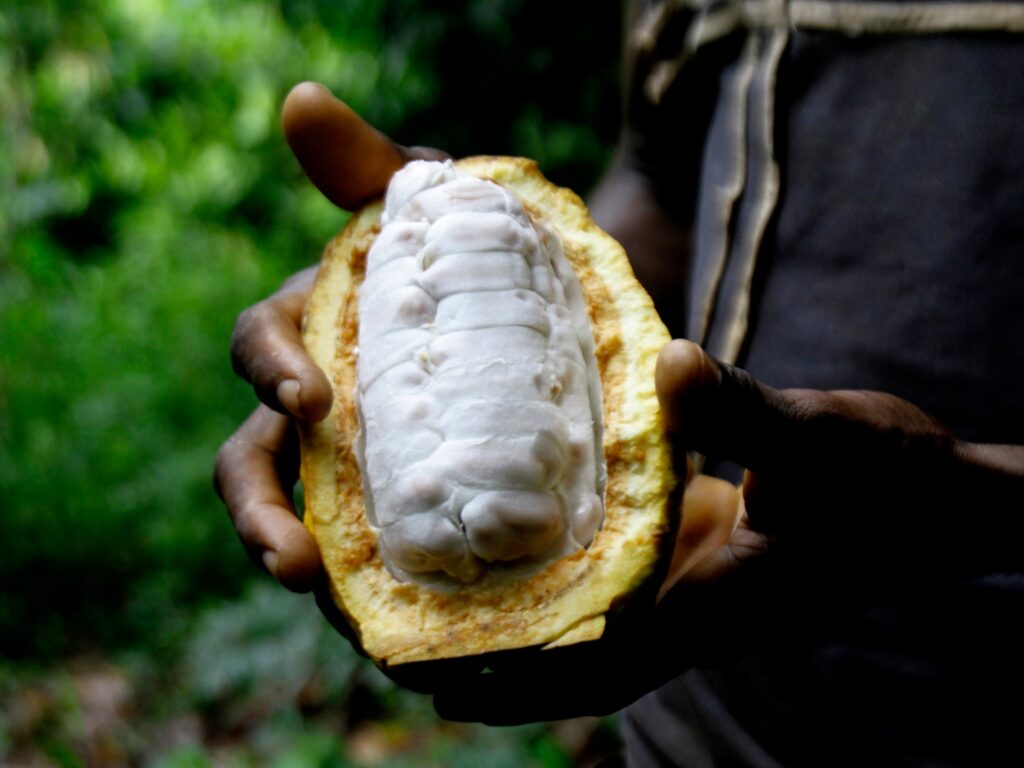 Bitter fact: Why has chocolate turn out to be so costly? | Food News | USAEMALL.com