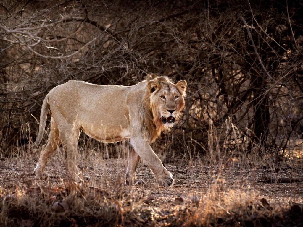 India’s lion numbers soar: Why are some conservationists nervous? | Wildlife News | USAEMALL.com