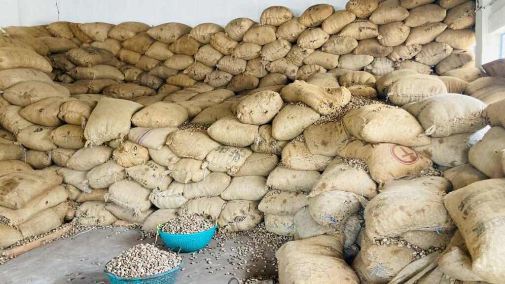 Top 10 Cashew Producers in Africa 2025 | USAEMALL.com