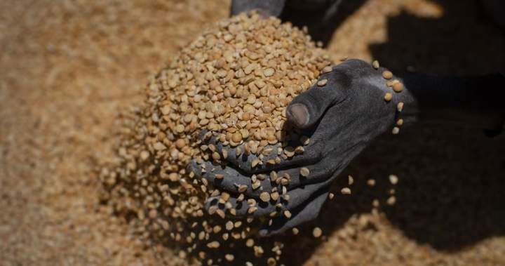 India slaps yellow pea imports with 30% responsibility | USAEMALL.com