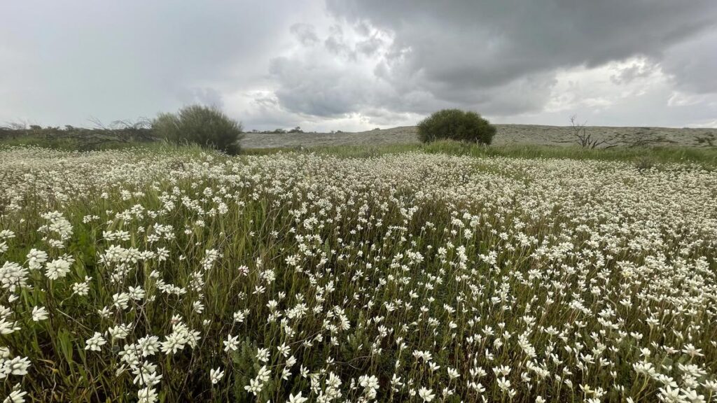 Family’s moist stroll in wildflower nation | USAEMALL.com