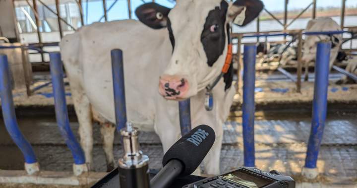 ‘Duolingo of cow language’: Canadian researchers decipher temper primarily based on moos – Halifax | USAEMALL.com