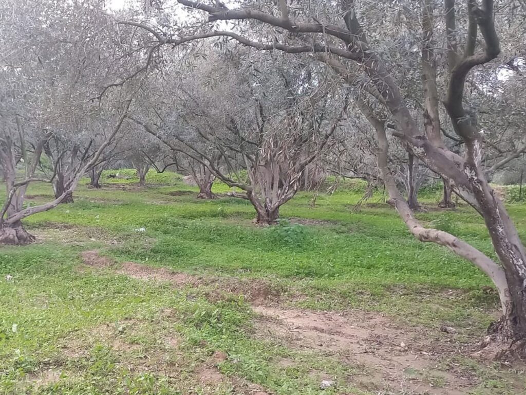 Gaza will probably be within the shadow of famine so long as we can’t plant our land | Israel-Palestine battle | USAEMALL.com