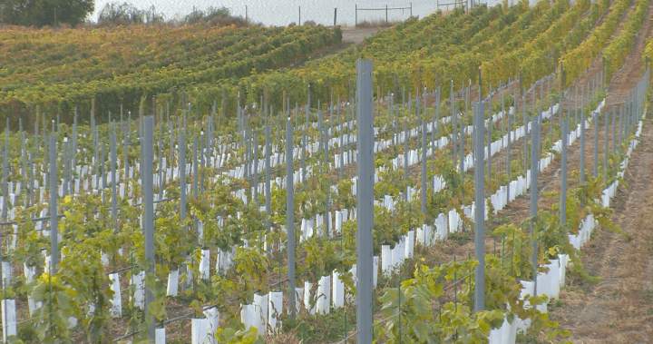 Okanagan wineries on the highway to restoration following 2024 deep freeze | USAEMALL.com