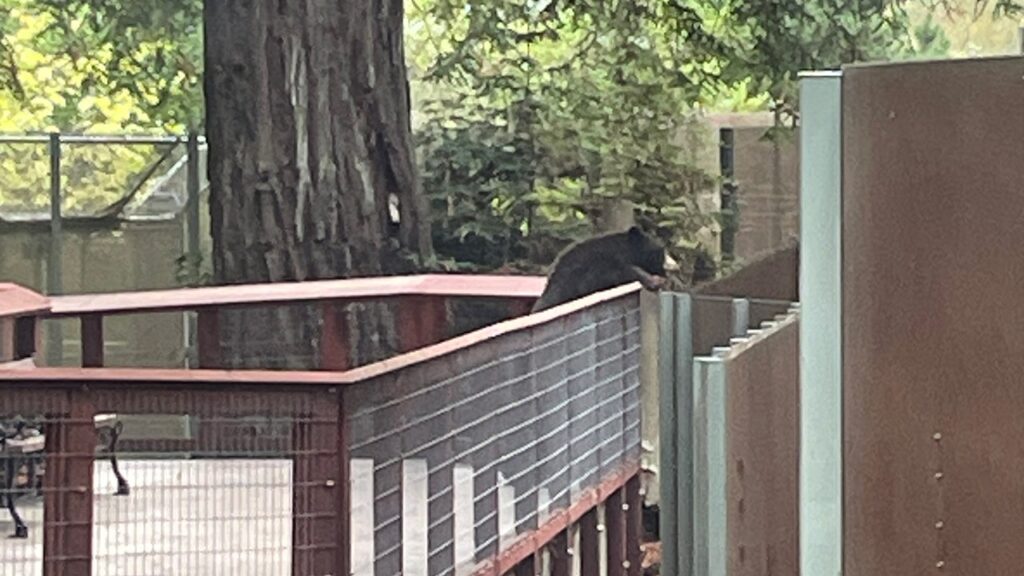Wild bear visits Sequoia Park Zoo in California, delights workers members | USAEMALL.com