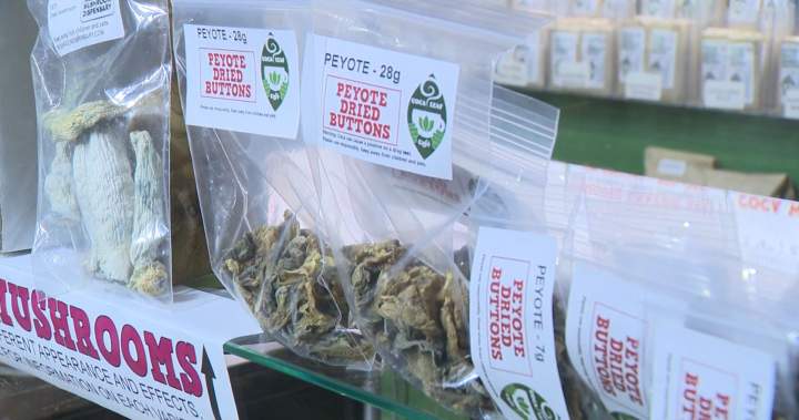 New medical trial in Ontario makes use of magic mushrooms to deal with anxiousness | USAEMALL.com