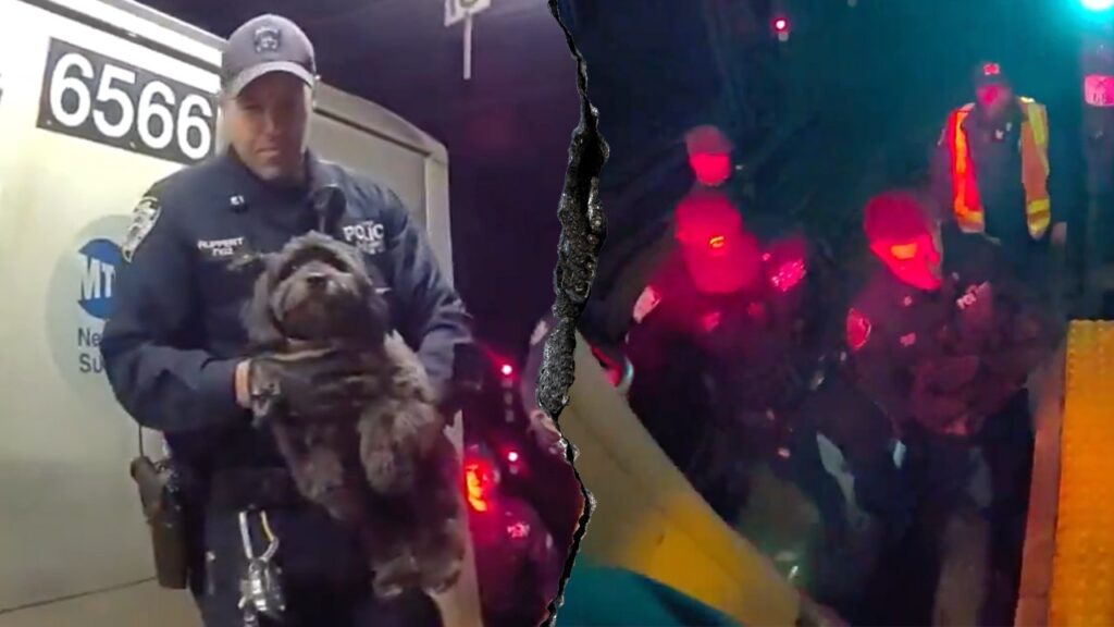 NYPD officers rescue lacking canine from underneath NYC subway practice | USAEMALL.com