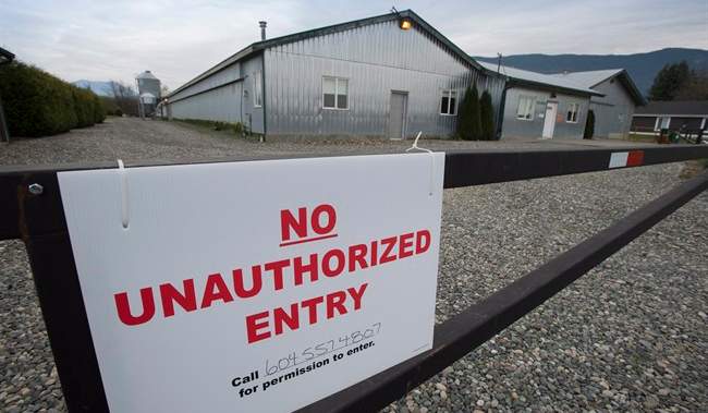 18 poultry farms in B.C. coping with avian flu outbreaks | USAEMALL.com