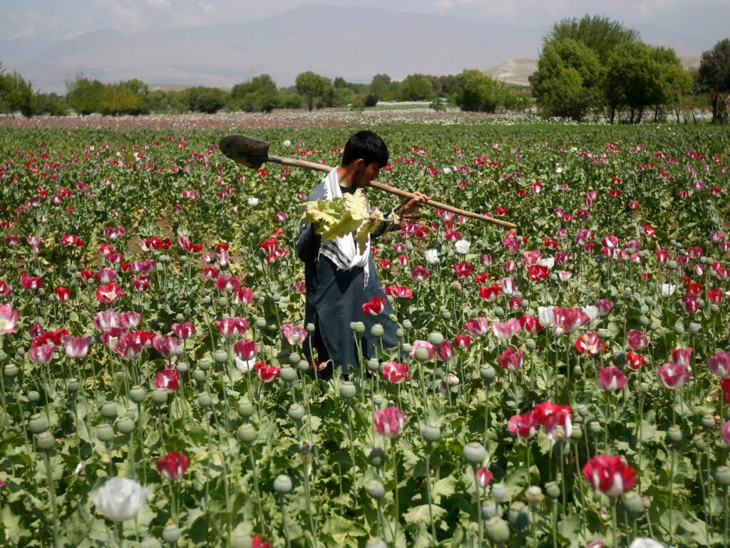 Afghanistan’s opium crop falls 20 p.c as artificial medication surge | Drugs News | USAEMALL.com