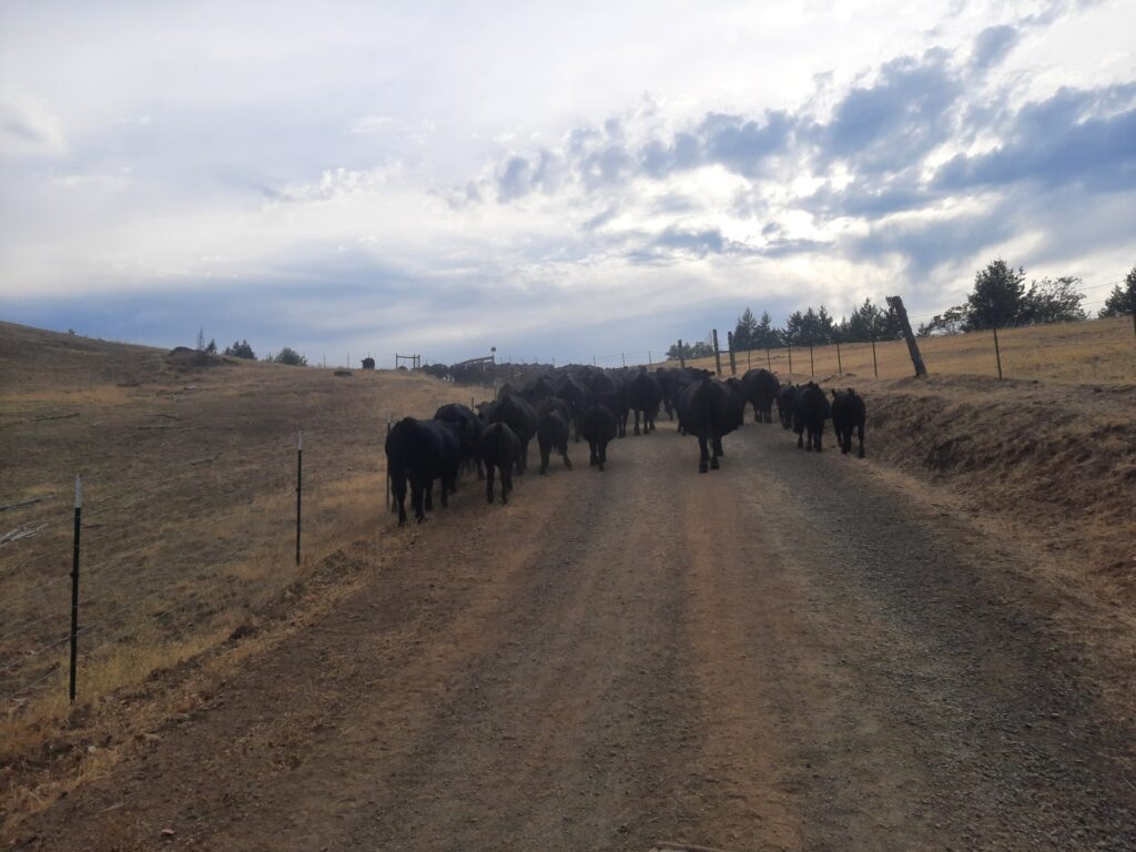 US ranchers whiplashed by Trump’s beef insurance policies | Business and Economy News | USAEMALL.com