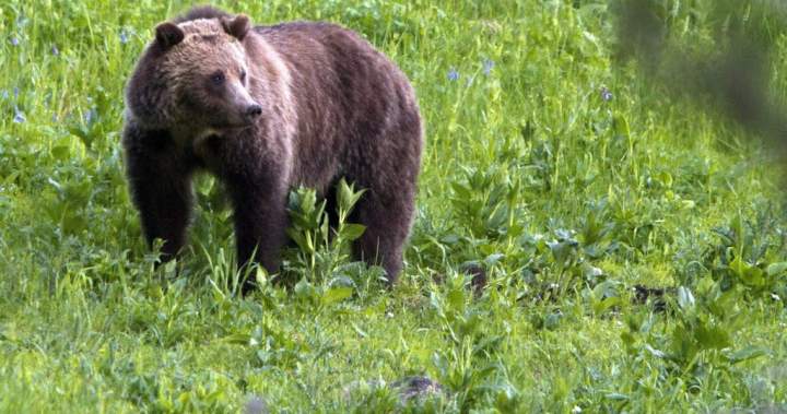 Rescuers ‘punched and kicked’ grizzly throughout assault, says Nuxalk Nation chief | USAEMALL.com