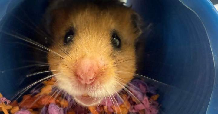 Looking to undertake a hamster? AARCS in search of houses, provides | USAEMALL.com