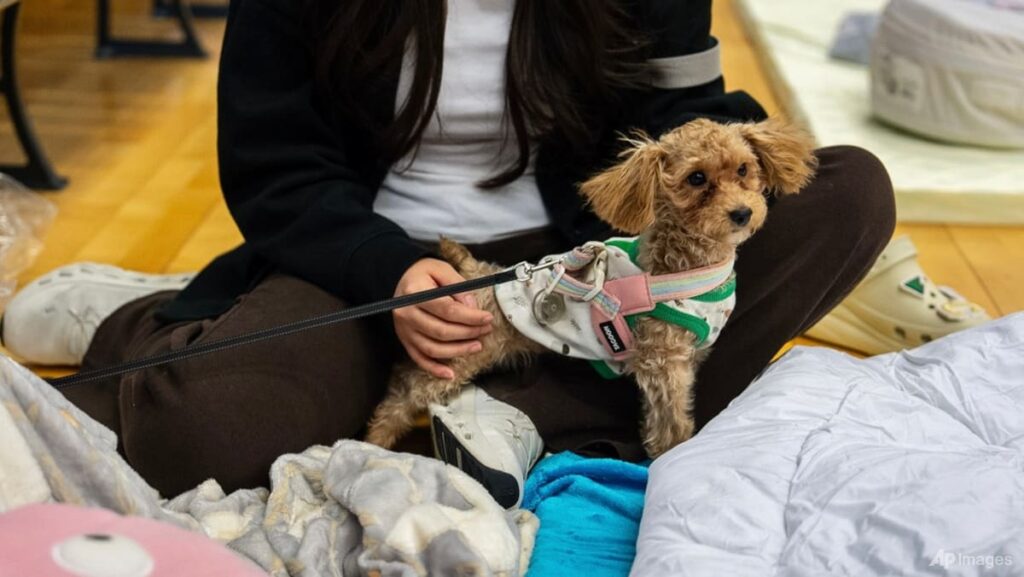 Volunteers search misplaced pets amid Hong Kong lethal inferno wreckage | USAEMALL.com