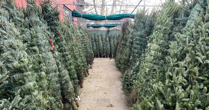 Canadians to face ‘no issue’ find a Christmas tree this yr, growers say | USAEMALL.com