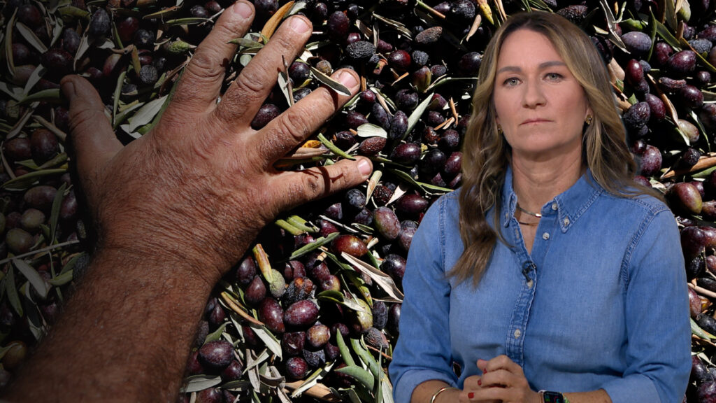 Why the olive harvest in Palestine is extra than simply farming? | Agriculture | USAEMALL.com