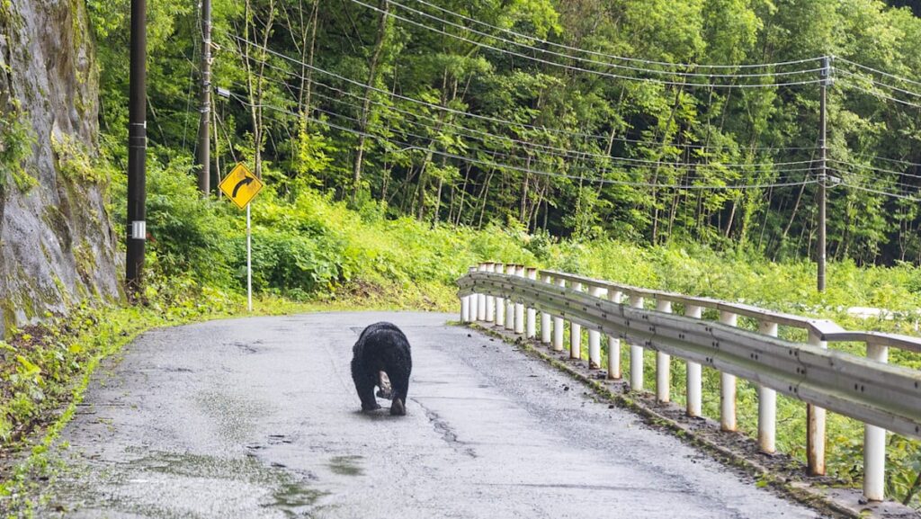 Japan sends troops to fight lethal wave of bear assaults | USAEMALL.com
