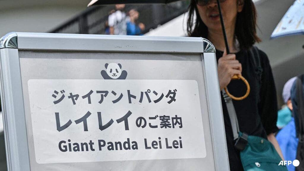 Japan’s solely two pandas to be despatched again to China: Reports | USAEMALL.com