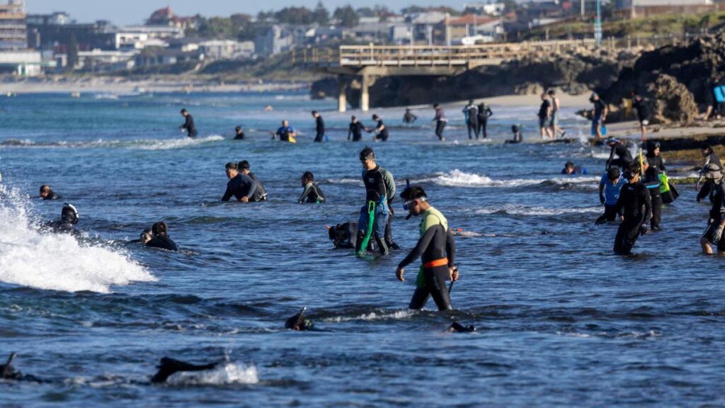 Over a dozen warnings and fines issued to abalone fishers as season kicks off | USAEMALL.com