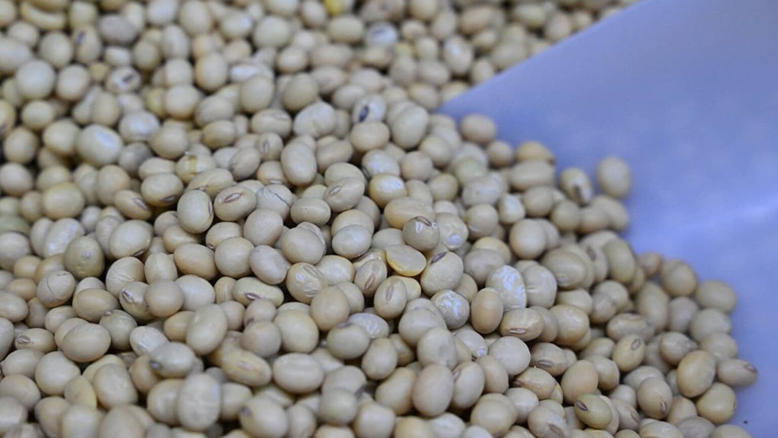 U.S.-China soybeans reveals meals safety targets. Goldman Sachs performs | USAEMALL.com