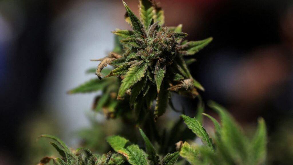 Stocks making the largest strikes premarket: IRBT, LVS, TLRY | USAEMALL.com