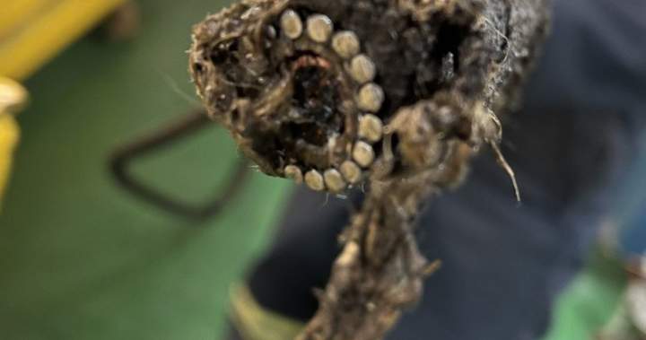 Nova Scotia man accused of severing telecom hyperlink between Nova Scotia and Newfoundland – Halifax | USAEMALL.com