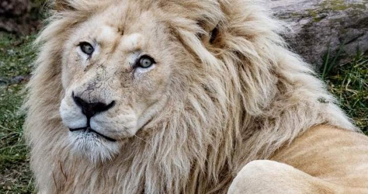 Toronto Zoo euthanizes beloved male white lion after well being decline | USAEMALL.com