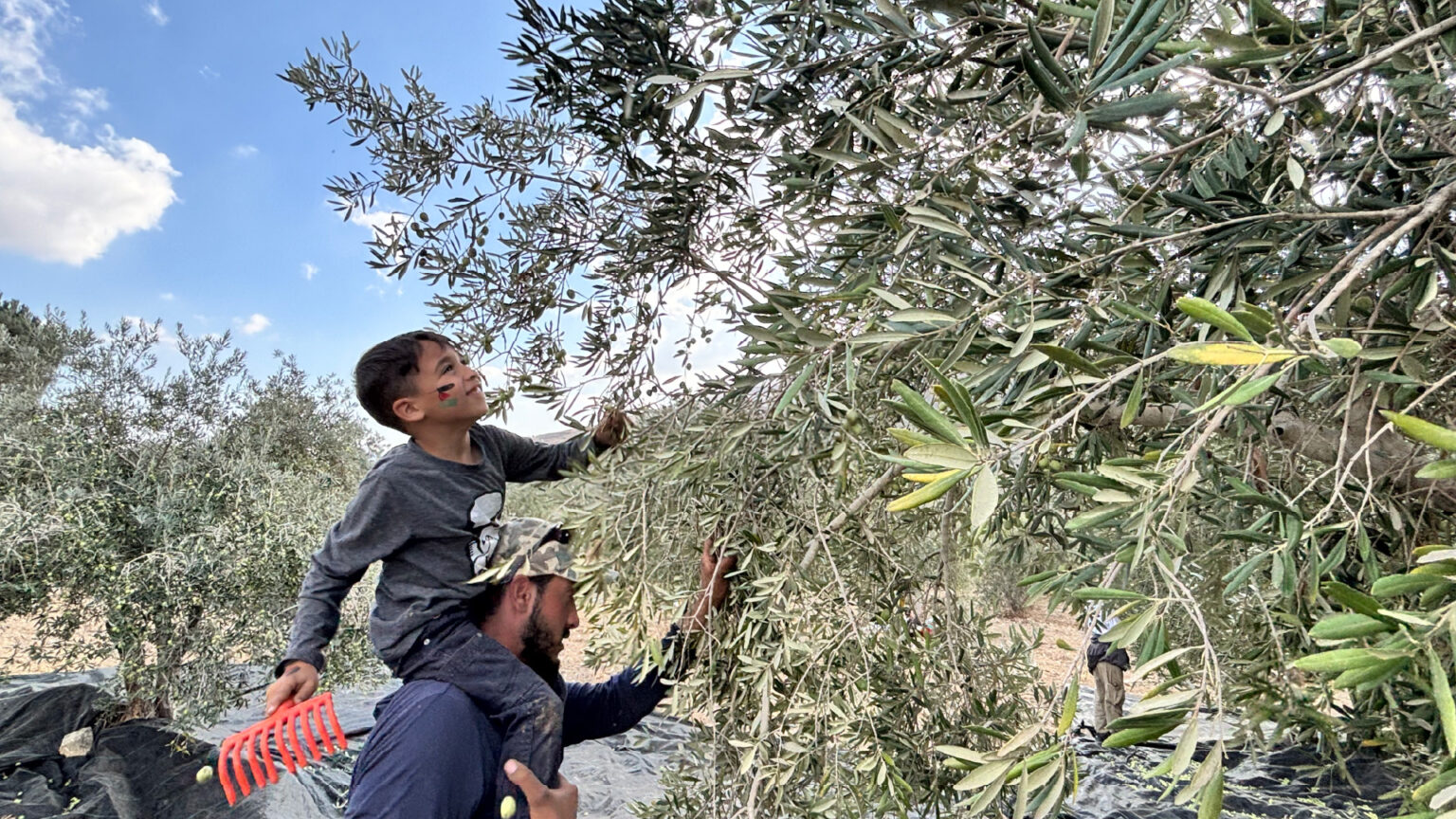 Oil presses stand silent as West Bank has its worst olive harvest in years | Israel-Palestine battle News | USAEMALL.com