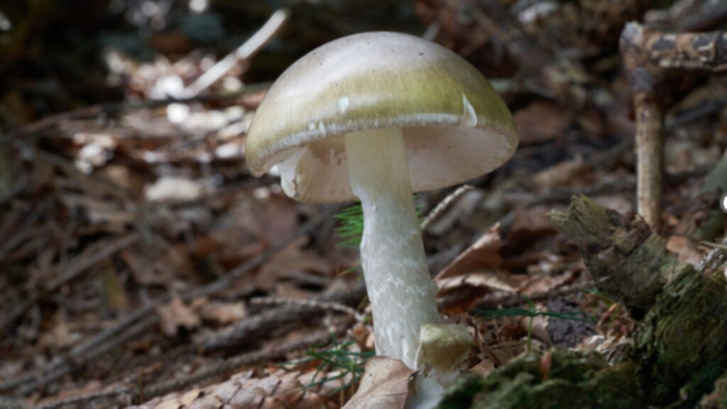 California warns towards foraging after lethal mushroom outbreak | USAEMALL.com