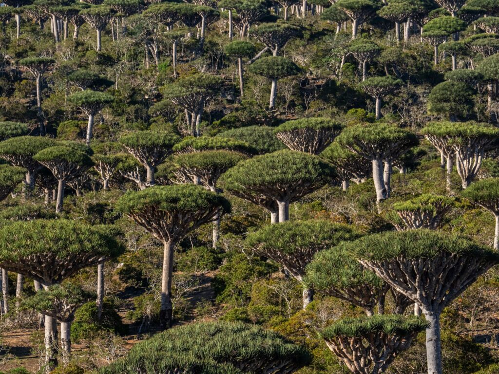 Are rainforests now a reason behind, relatively than the reply to, local weather change? | Climate Crisis News | USAEMALL.com