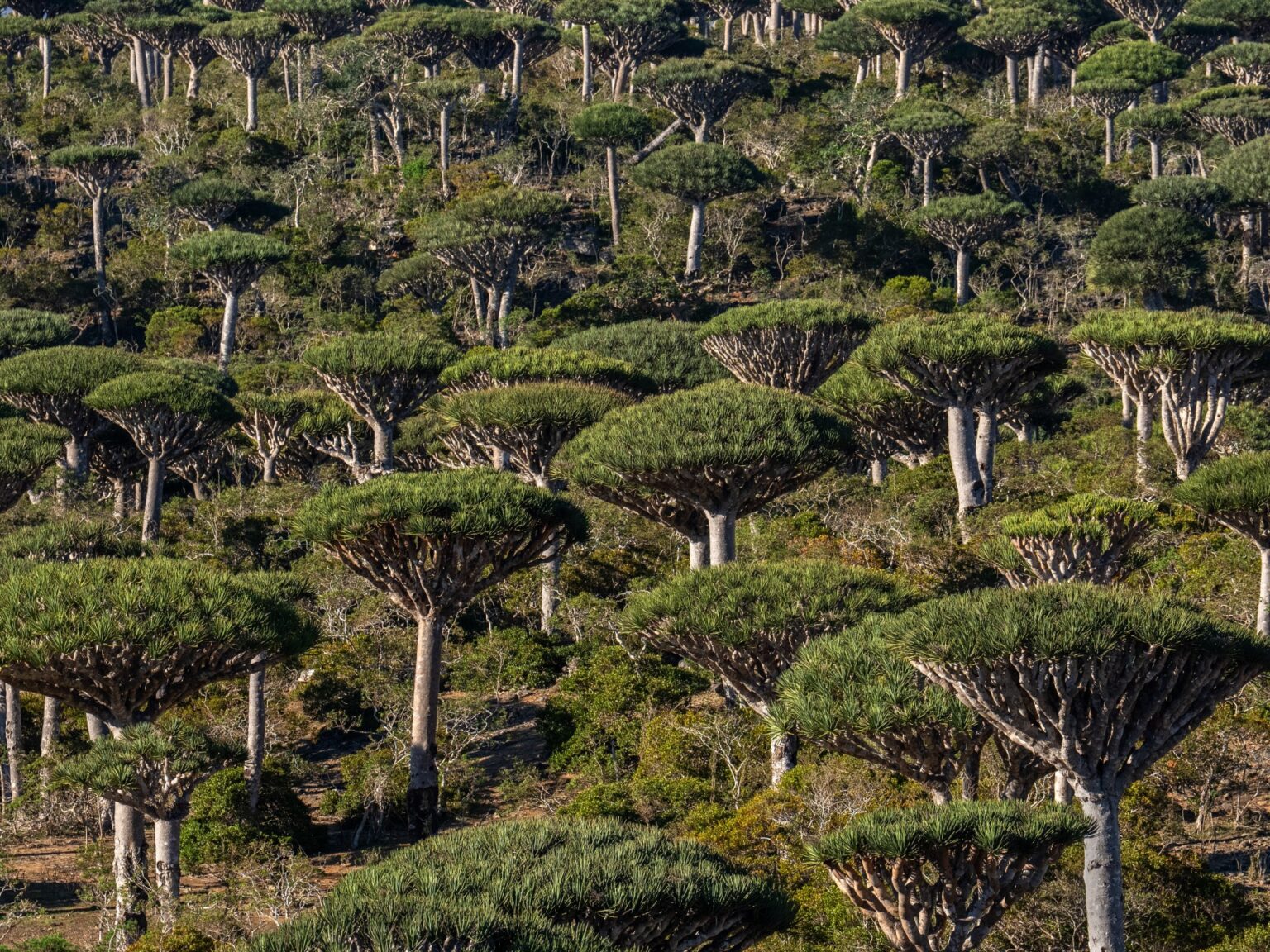 Are rainforests now a reason behind, relatively than the reply to, local weather change? | Climate Crisis News | USAEMALL.com