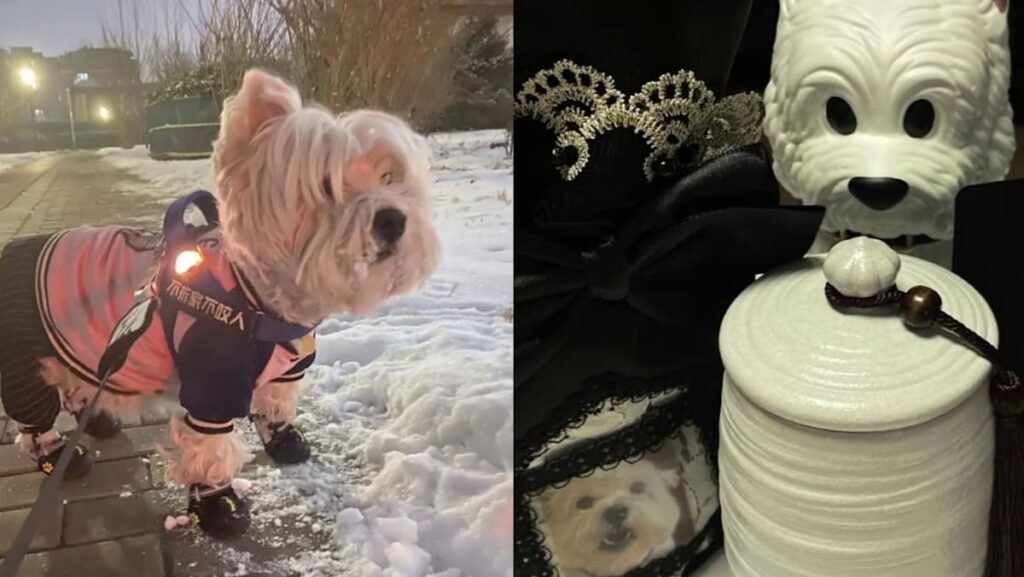 Man in China jailed 4 years for poisoning and killing 9 pet canines | USAEMALL.com