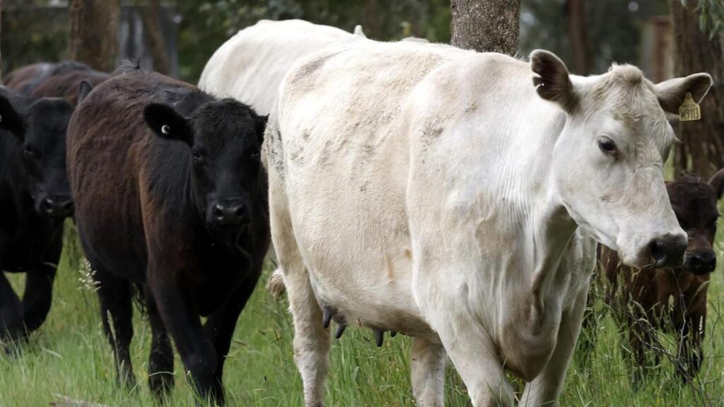 Massive cattle deaths feared from Queensland flooding | USAEMALL.com