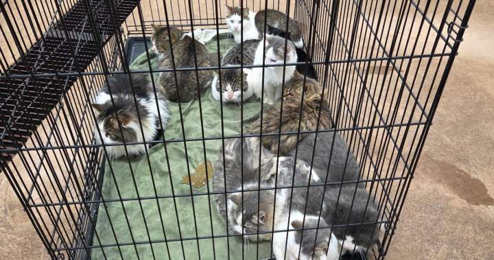 Saskatchewan rescue teams save 37 cats from uncared for residence | USAEMALL.com