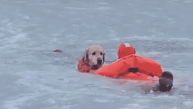 Firefighters rescue pooch from frozen pond in Rhode Island | USAEMALL.com