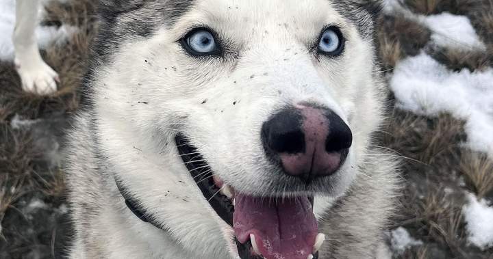 B.C. couple launches petition about fur traps after beloved Husky caught, killed | USAEMALL.com