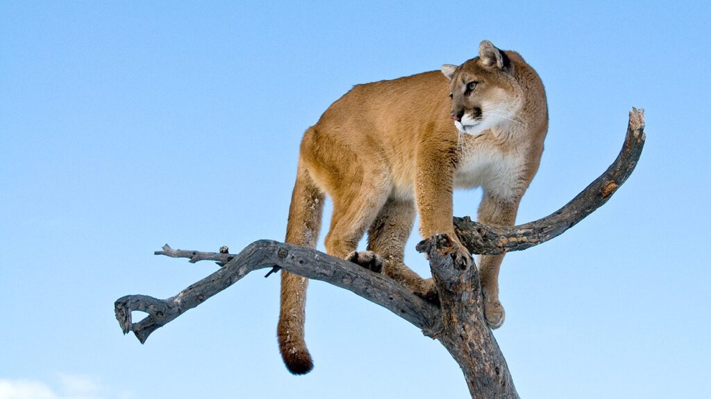 Woman’s demise suspected to be as a result of mountain lion assault | USAEMALL.com