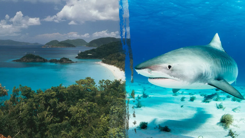 Minnesota girl Arlene Lillis dies in shark assault in U.S. Virgin Islands | USAEMALL.com