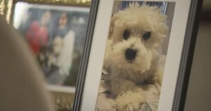 Dog put down after deadly Surrey assault in opposition to one other in January – BC | USAEMALL.com