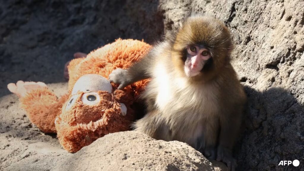 Rights group slams remedy of viral Japanese monkey | USAEMALL.com