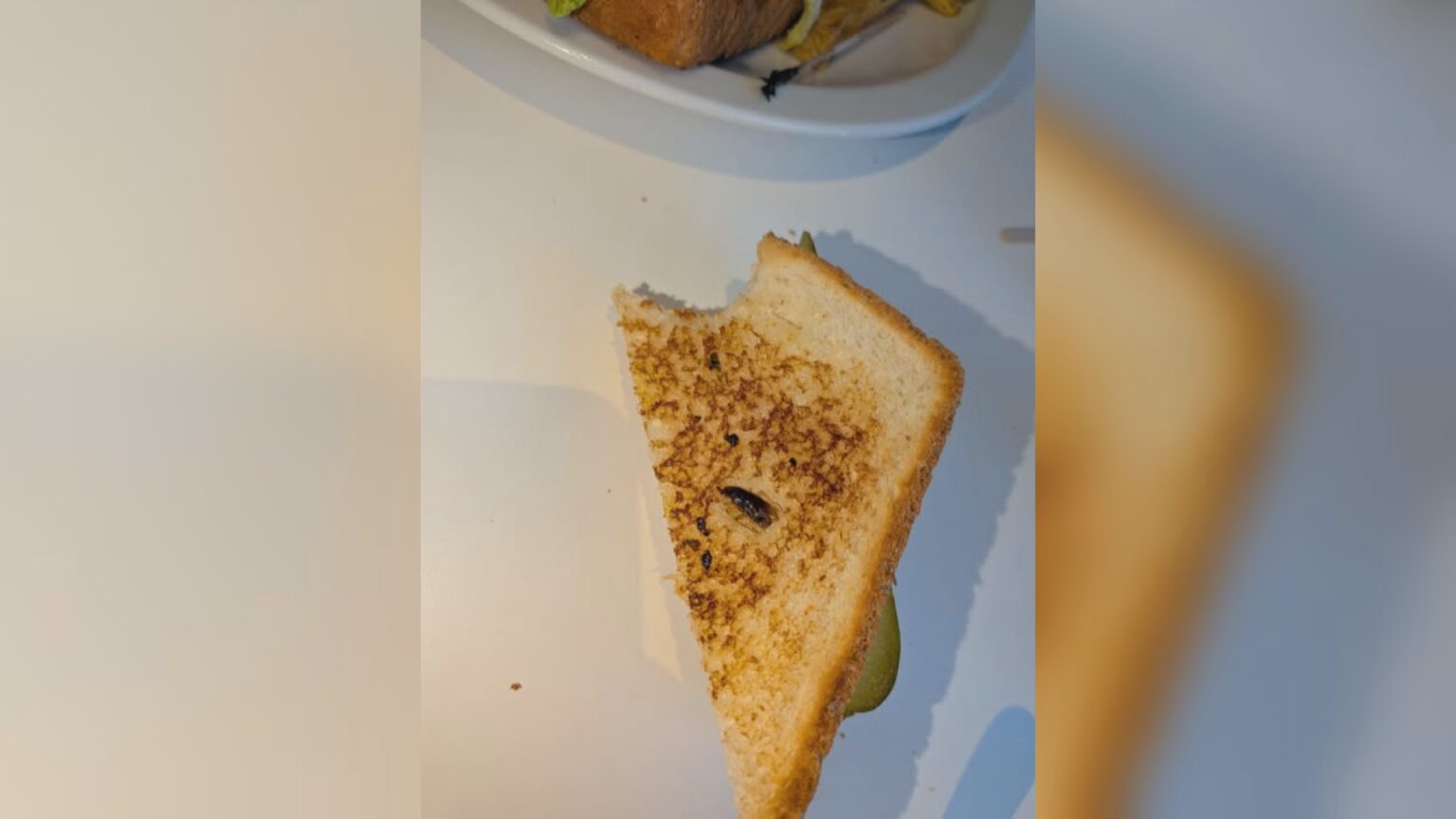 Saskatoon eating places going through pest points as cockroach present in sandwich – Saskatoon | USAEMALL.com