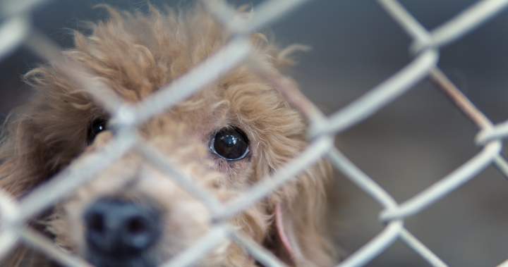 Ontario taxpayers dealing with roughly $100K invoice for rescue of 58 canines from house | USAEMALL.com