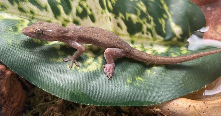 Ontario household discovers stowaway gecko in suitcase after coming back from Mexico | USAEMALL.com