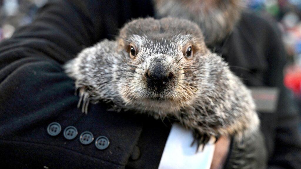 Punxsutawney Phil makes Groundhog Day climate prediction in Pennsylvania | USAEMALL.com