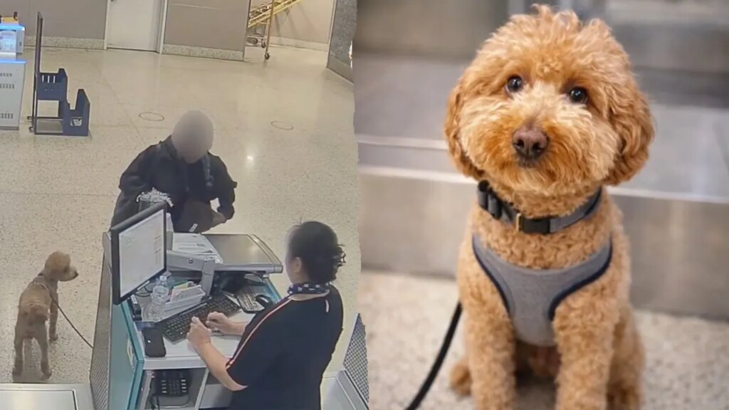 Woman arrested after allegedly abandoning canine at Las Vegas airport | USAEMALL.com