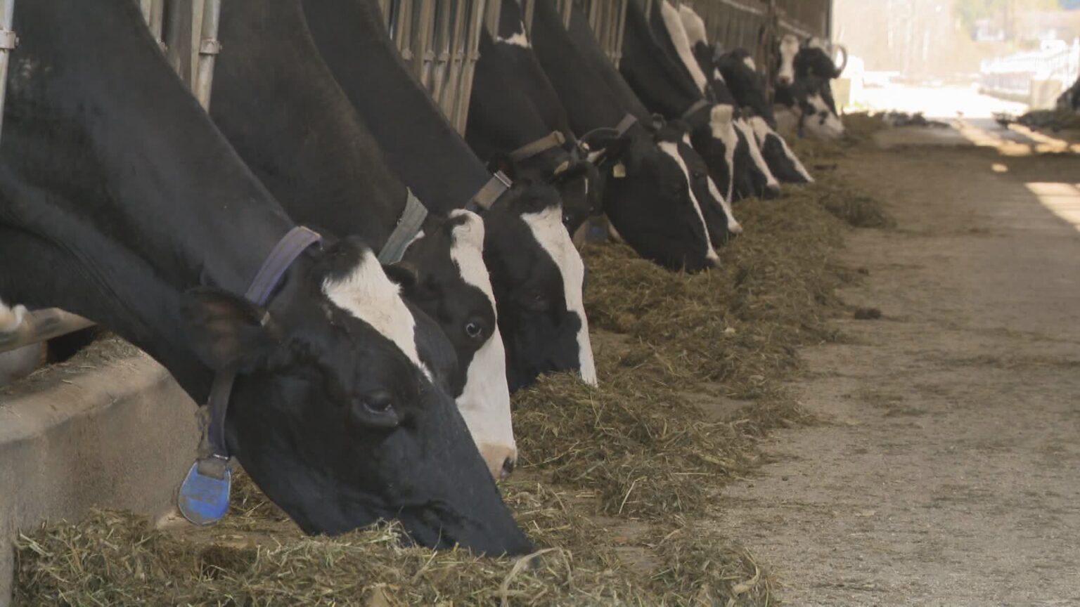 Canadians’ Easter meal to value extra this yr as beef costs hold climbing – National | USAEMALL.com