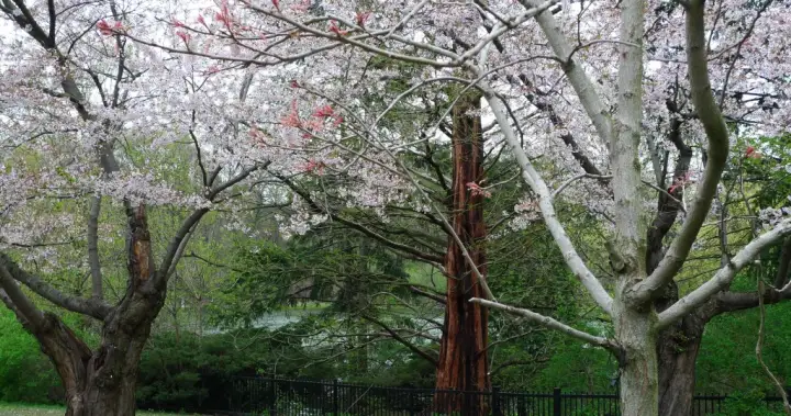 Waiting for Toronto’s cherry blossoms? What to count on as bloom season approaches | USAEMALL.com
