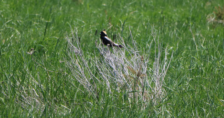 Cataraqui Conservation goals to revive bobolink habitat at Lemoine Point – Kingston | USAEMALL.com