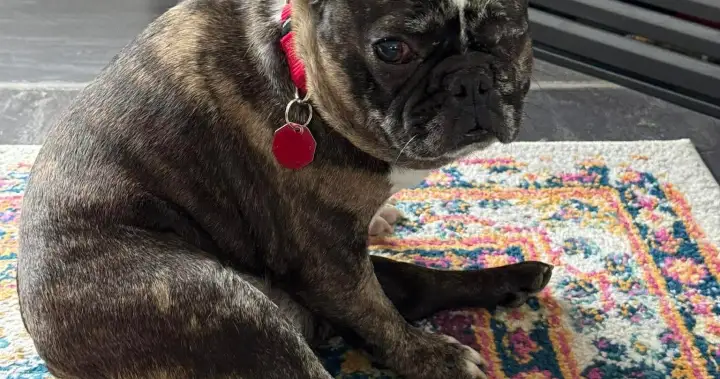 Kelowna-based rescue group pauses consumption of recent animals as monetary stress grows | USAEMALL.com