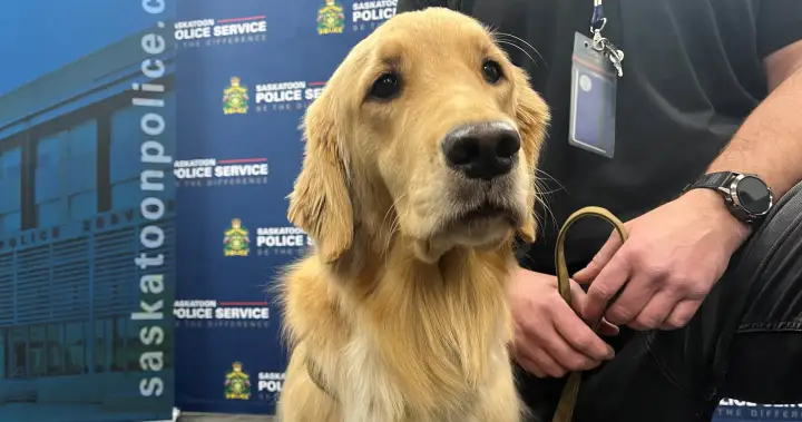 Saskatoon Police Service welcomes new digital storage detection canine – Saskatoon | USAEMALL.com