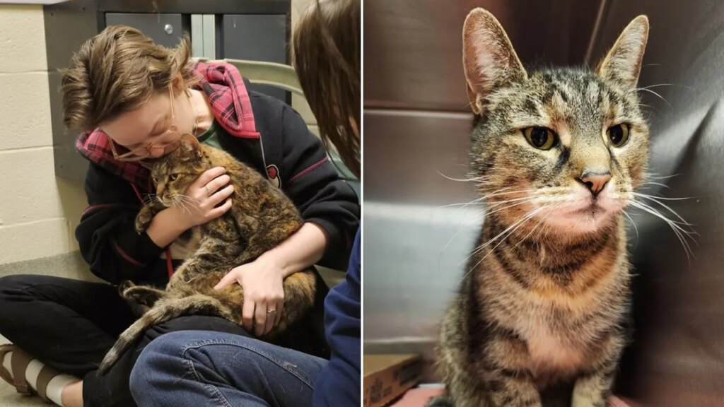 Cat present in stranger’s basement returned to household after 5 years | USAEMALL.com